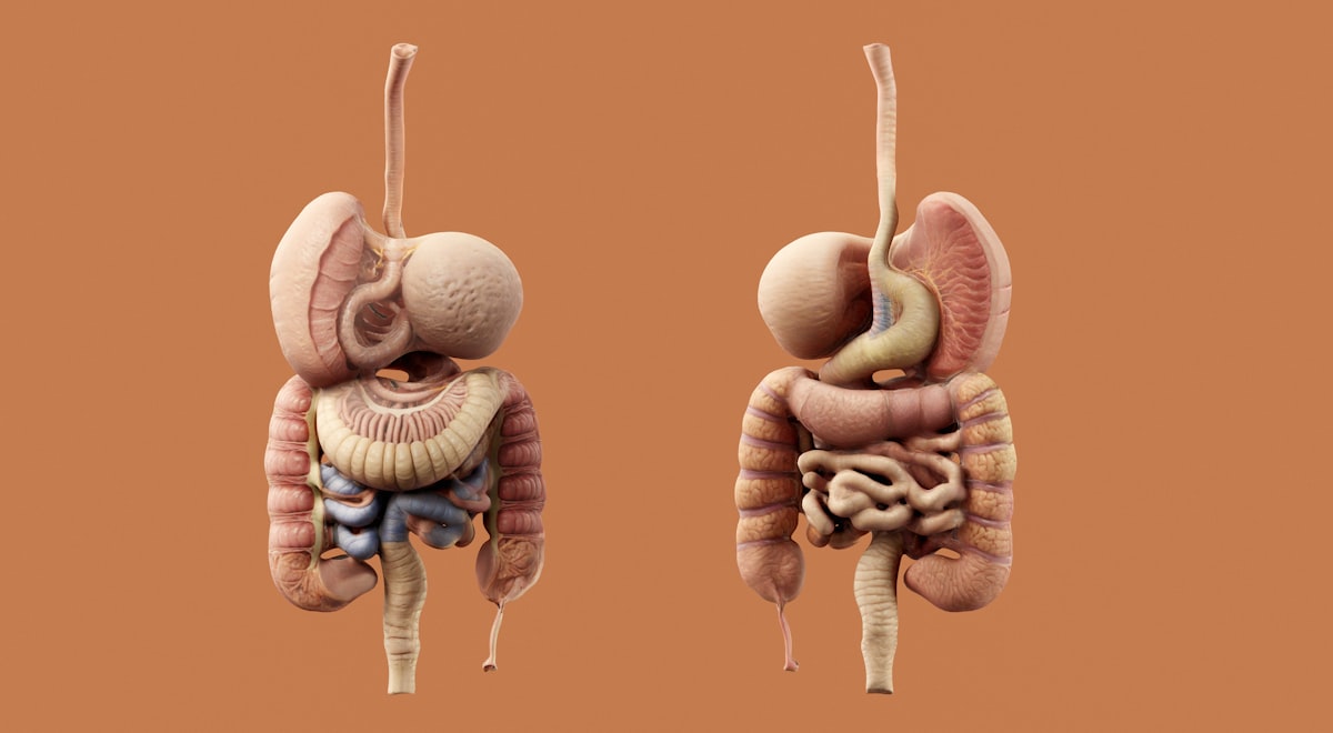 Recetas para la salud digestiva